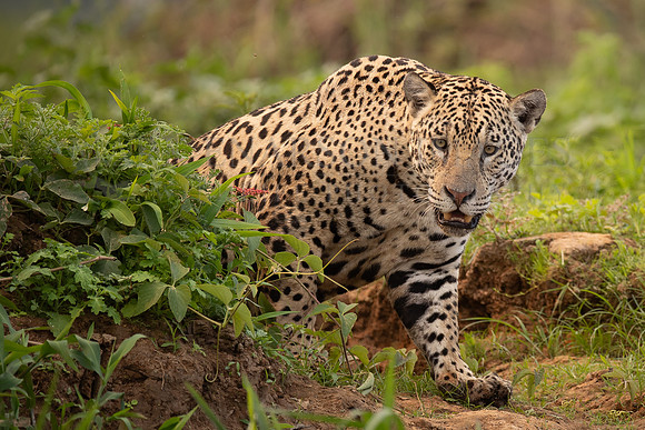 A jaguar patrols the Pantanal, Brazil