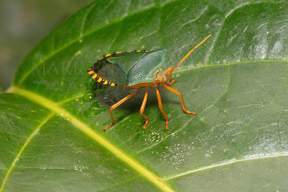 A yellow-edged stink bug in Pacaya-Samiria National Reserve, Peru