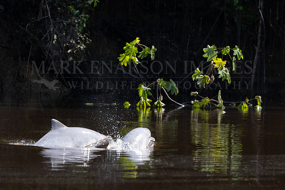 Gray dolphins hunt a quiet tributary in Pacaya-Samiria National Reserve, Peru