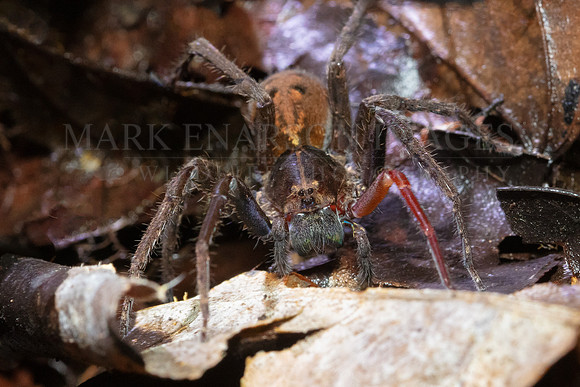 A wandering spider (Phoneutria boliviensis) hunts the forest floor in Pacaya-Samiria National Reserve, Peru