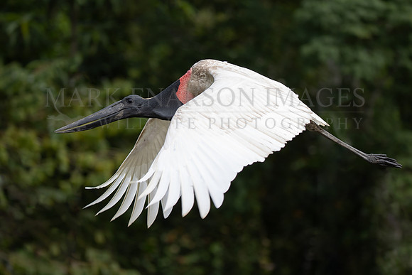 A jabiru stork in flight in the jungles of Pacaya-Samiria National Reserve, Peru