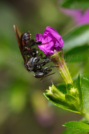 A stingless bee (Meliponini) feeding on pollen in Pacaya-Samiria National Reserve, Peru