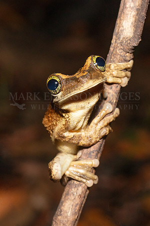 A spiny-backed tree frog in the forest of Pacaya-Samiria National Reserve, Peru