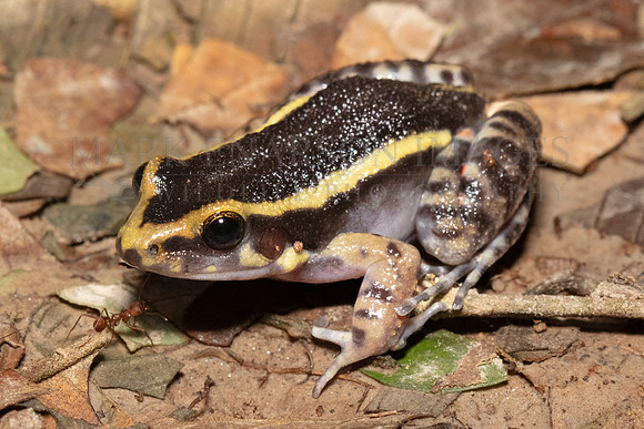 A painted antnest frog on the forest flood in Pacaya-Samiria National Reserve, Peru