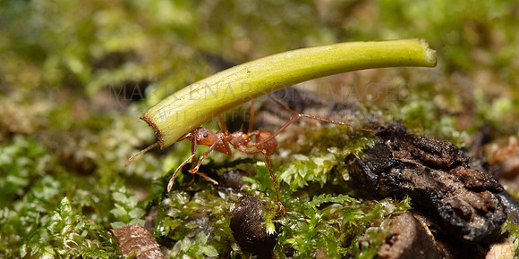 A leaf cutter ant gathers leaf fragments to feed fungus farmed for food in the ant hill, at Pacaya-Samiria National Reserve, Peru