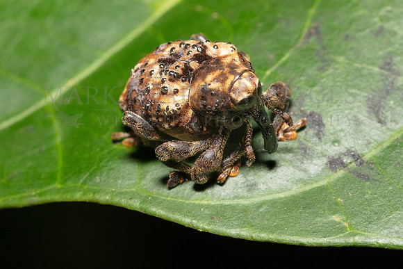 A true weevil (family Curculionidae) in Pacaya-Samiria National Reserve, Peru