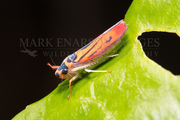 A vibrant Neotropical leafhopper at Pacaya-Samiria National Reserve, Peru
