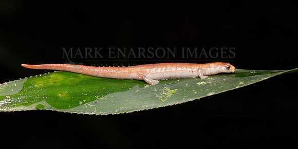 A Peruvian climbing salamander at Pacaya-Samiria National Reserve, Peru