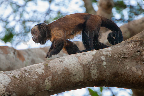 A brown capuchin in the treetops of the Pacaya-Samiria Reserve of Peru