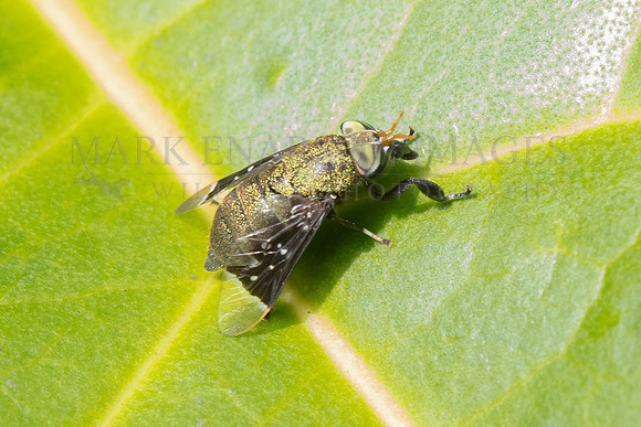 A horse fly, which delivers a painful bite, in the forest in Pacaya-Samiria National Reserve, Peru