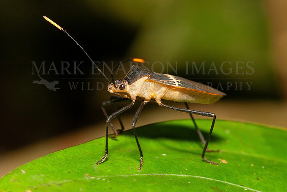 A leaf-footed bug in the forest of Yasuni National Park in the Ecuadorian Amazon