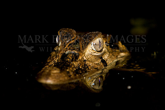 A black caiman in Lake Anangu, Ecuador
