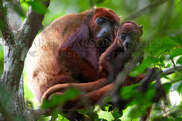 A mother red howler monkey and her baby in Yasuni National Park, Ecuador