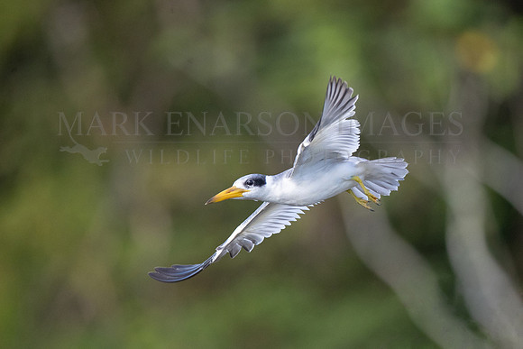 A yellow-billed tern hunts for fish over El Dorado Lake in Pacaya-Samiria National Reserve, Peru