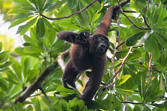 A common wooly monkey in the trees of the Pacaya-Samiria National Reserve, Peru
