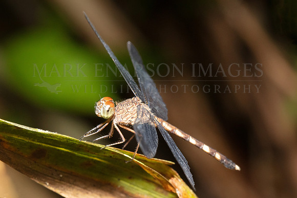 A band-winged dragonlet in Pacaya-Samiria National Reserve, Peru