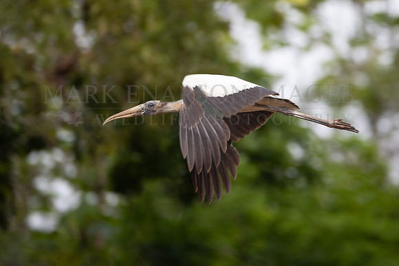 A wood stork in flight in the jungle of Pacaya-Samiria National Reserve, Peru
