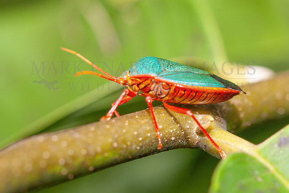 A red-bordered stink bug in the forest along the Marañon River, Peru