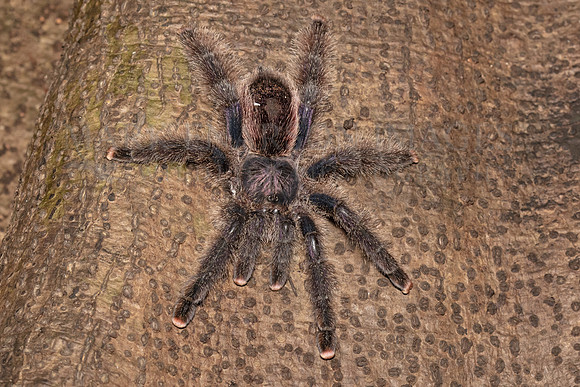 A Peruvian pinktoe tarantula in the Pacaya-Samiria National Reserve, Peru