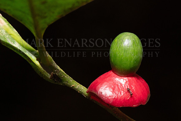 The fruit of a small neotropical tree (Heisteria acuminata) in the forest of the Pacaya-Samiria National Reserve