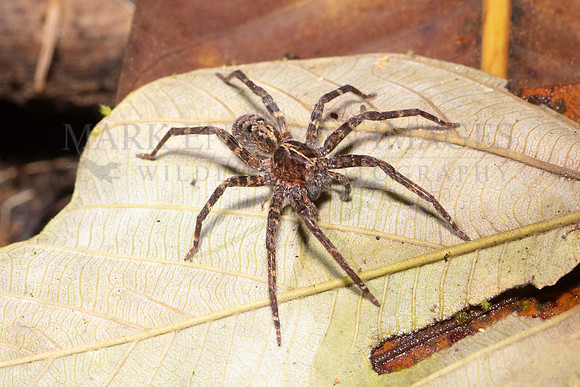 A giant fishing spider hunts the forest floor in the Pacaya-Samiria National Reserve, Peru
