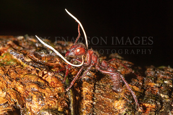 Cordyceps fungus, the zombie fungus, grows from the body of a bullet ant in the Pacaya-Samiria National Reserve