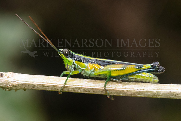 A short-horned grasshopper on a branch in Pacaya-Samiria National Reserve, Peru