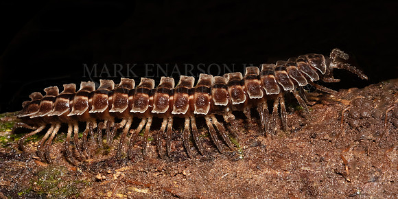 A giant flat-backed millipede in the jungle at Pacaya-Samiria National Reserve, Peru