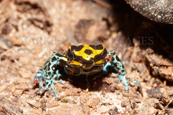 An Amazonian poison dart frog in the leaf litter near the Marañon river, Peru
