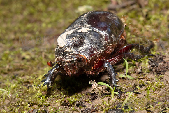 A female ox beetle, a species of rhinoceros beetle, at Pacaya-Samiria National Reserve, Peru