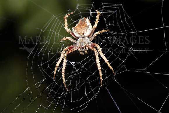 A tropical orbweaver spider (Eriphora ravilla) resting in its spiral wheel-shaped web in the Pacaya-Samiria National Reserve, Peru