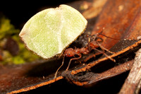 A leaf cutter ant in Yasuni National Park, Ecuador