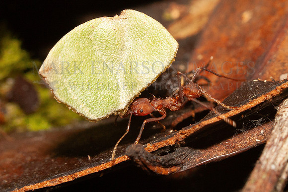 A leaf cutter ant in Yasuni National Park, Ecuador
