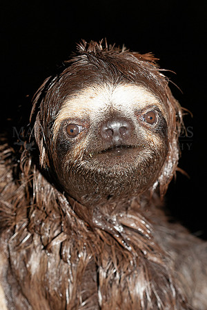 A three-toed sloth in the Peruvian Amazon