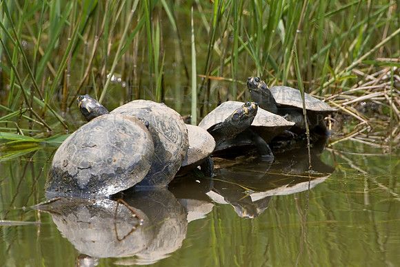 Yellow-spotted river turtles piled up along the Maranon river, Peru