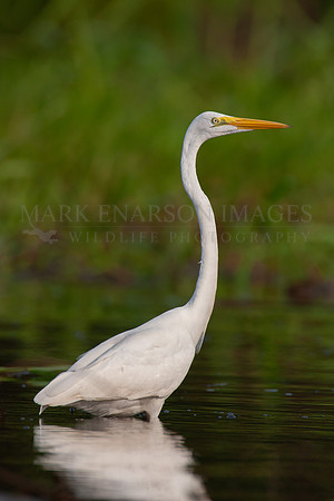 A great egret wades through the shallows of the Marañon River, Peru