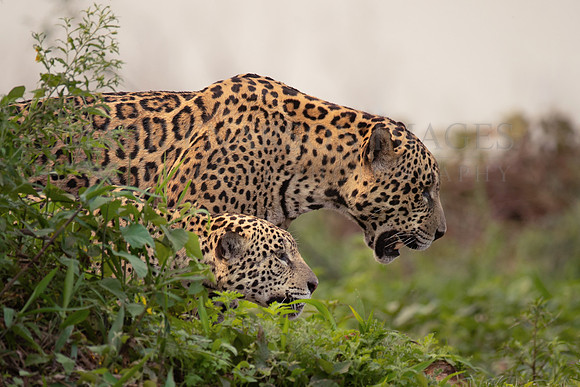 A pair of jaguars hunt in tandem in the Pantanal of Brazil