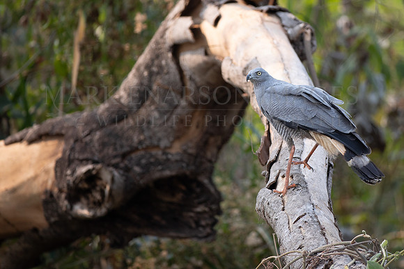 A crane hawk in the Pantanal, Brazil