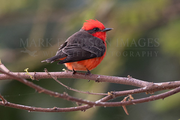 A vermillion flycatcher in the forest of the Pantanal in Brazil