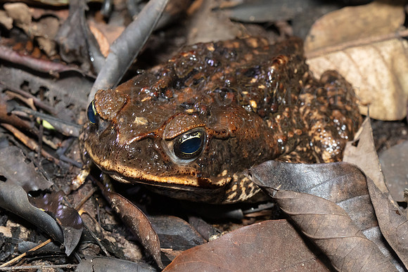 A giant neotropical toad hidden in the leaf litter on the forest floor of the Pacaya-Samiria National Reserve, Peru