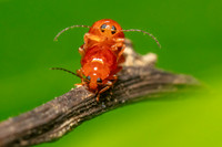 Flea beetles mating at Pacaya-Samiria National Reserve, Peru