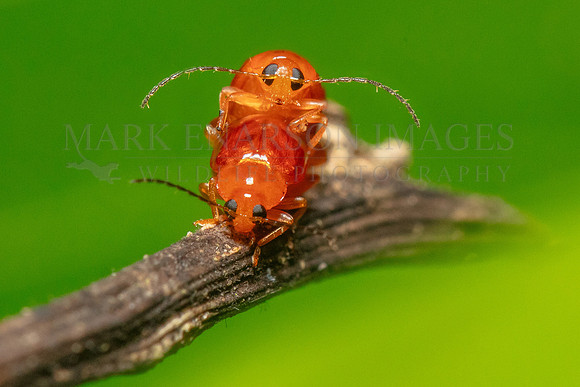 Flea beetles mating at Pacaya-Samiria National Reserve, Peru
