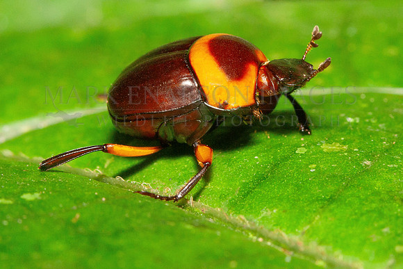A colorful dung beetle (Canthon luteicollis) at Yasuni National Park, Ecuador