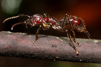 A bullet ant, known for an extremely painful sting, in the jungle of Pacaya-Samiria National Reserve, Peru