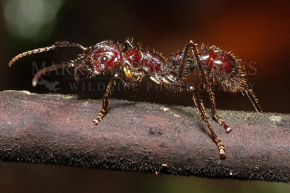 A bullet ant, known for an extremely painful sting, in the jungle of Pacaya-Samiria National Reserve, Peru