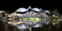 A group of yellow-spotted river turtles warming on a log in Pacaya-Samiria National Reserve, Peru