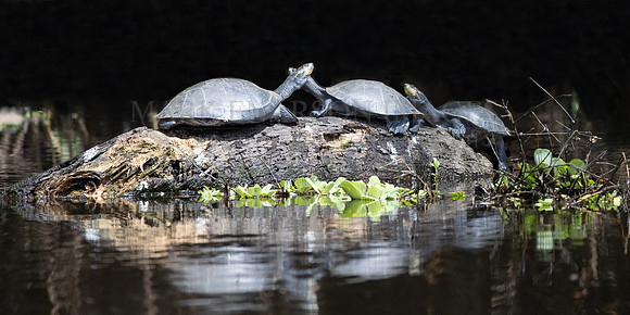A group of yellow-spotted river turtles warming on a log in Pacaya-Samiria National Reserve, Peru