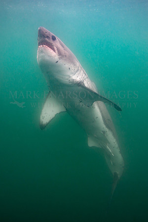 A salmon shark hunts the cold waters of Prince William Sound, Alaska