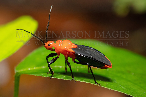 An assassin bug in the forest of the Pacaya-Samiria National Reserve, Peru