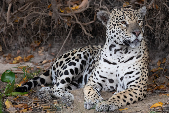 A jaguar rests in the shade in the Pantanal, Brazil